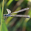 Lyre-tipped Spreadwing