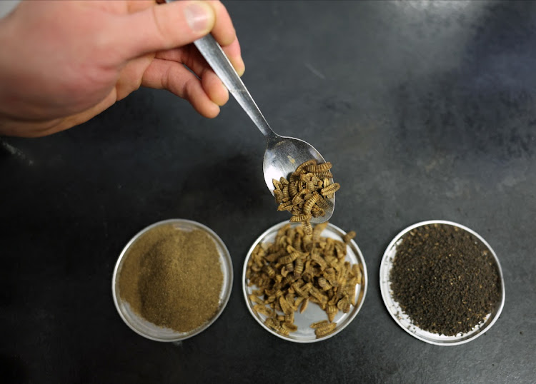 Entomology technician Thomas Dixon places a sample of the final product, whole larvae, into a container at the Entocycle insect farm in London, Britain, on February 20 2024. Picture: REUTERS/ISABEL INFANTES