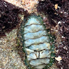 Eastern Surf Chiton