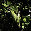 Green-striped Grasshopper