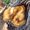 Ganoderma sp. Polypore