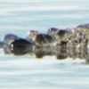 American Alligator