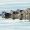 American Alligator