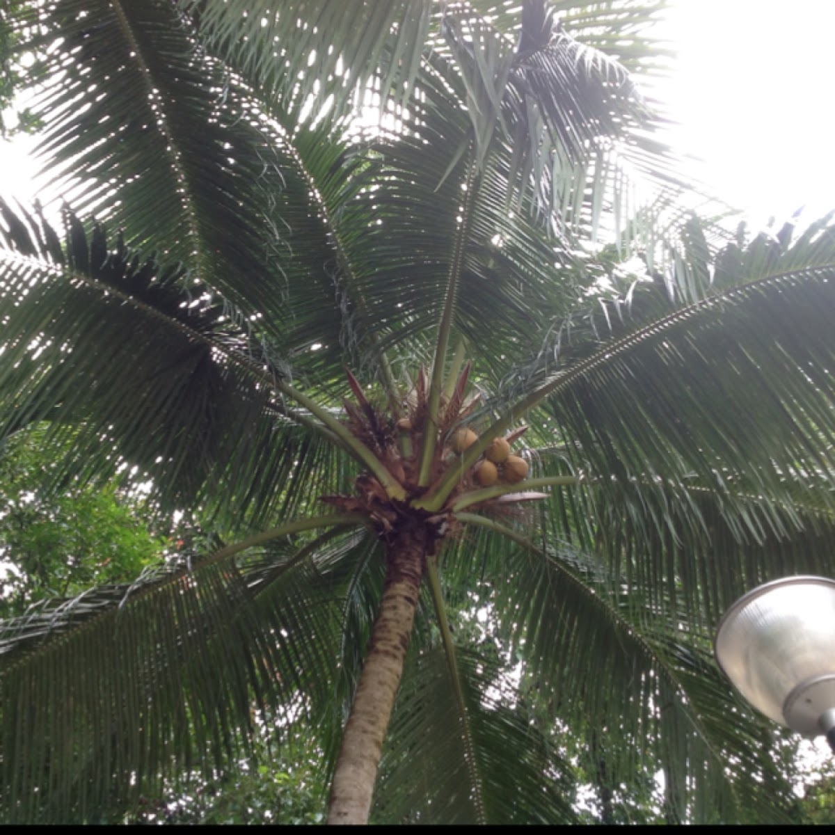 Coconut Palm Tree