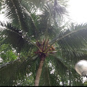 Coconut Palm Tree