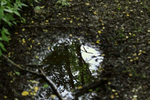 Riflesso in pozzanghera