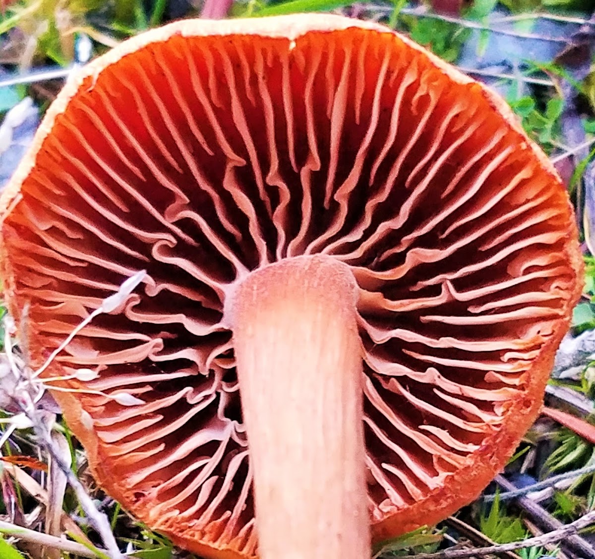 Cortinar Mushroom