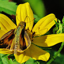 Delaware Skipper butterfly