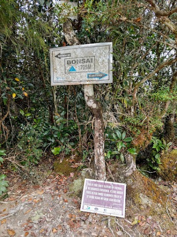 Mount Tahan Bonsai