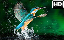 Kingfisher Backgrounds HD Kingfishers New Tab small promo image