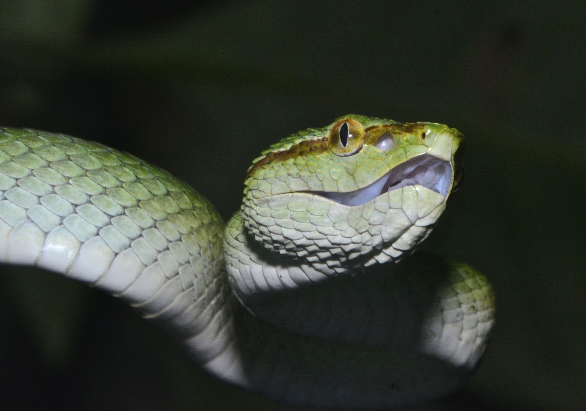 Bornean Keeled Pit Viper