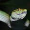 Bornean Keeled Pit Viper