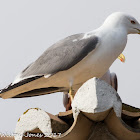 Yellow-legged Gull