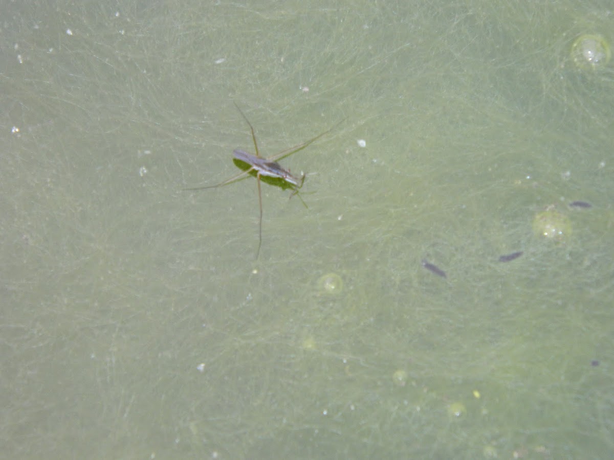 Water Strider