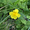 Mountain Monkeyflower