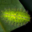 Stinging Nettle Slug Caterpillar