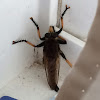 Robber Fly