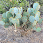 Clock-face Prickly-pear