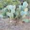 Clock-face Prickly-pear