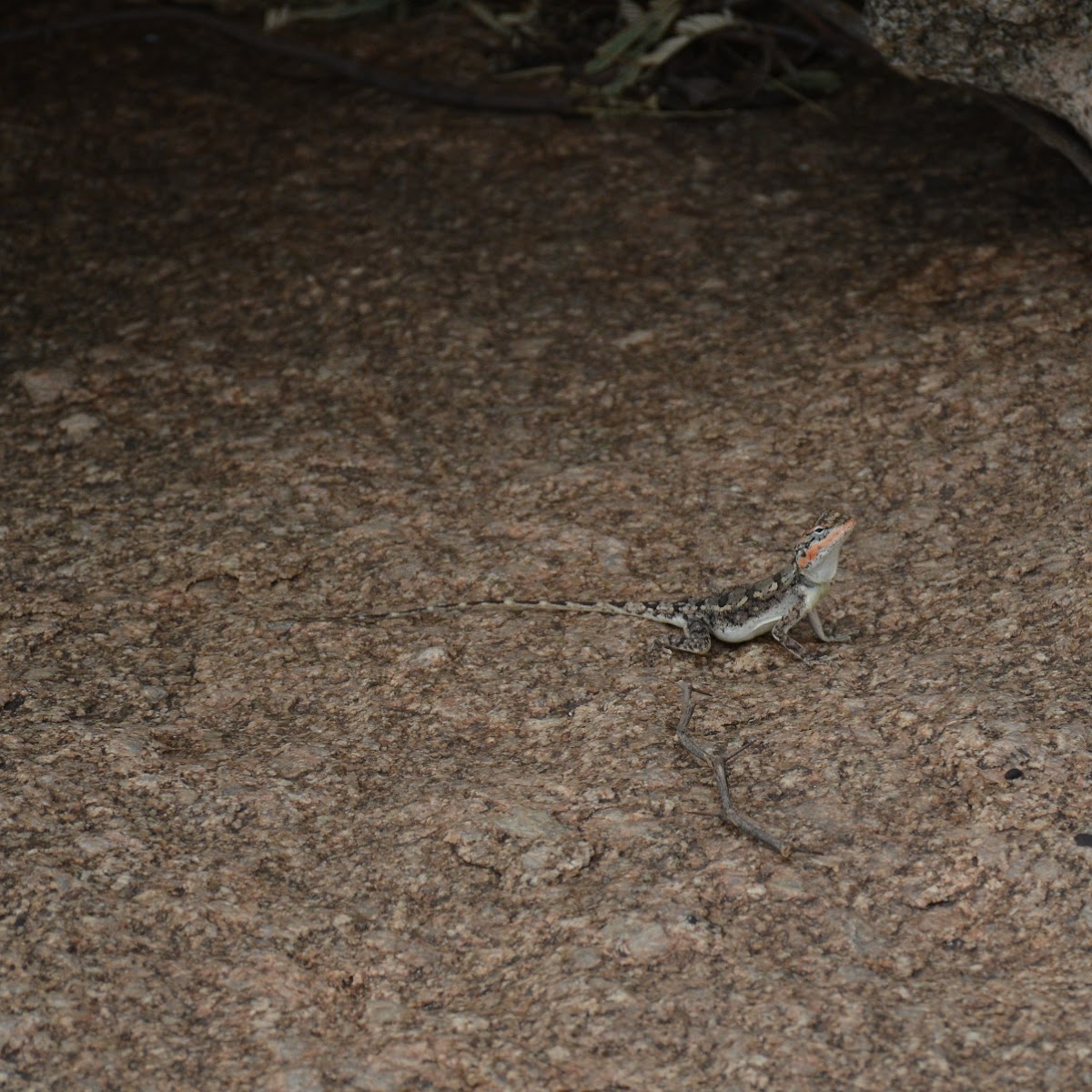 Fan throated Lizard