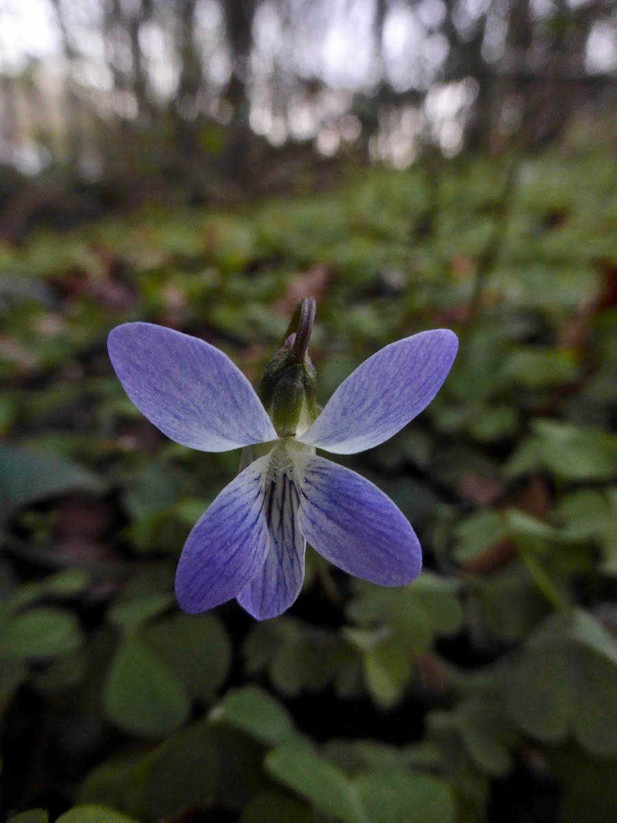 Early Blue Violet