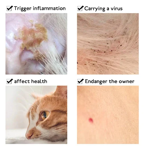 Pet Flea And Tick Collar For Dogs Cats Up To 8 Month Flea Tick Prevention Collar Anti-mosquito & Insect Repellent Puppy 
