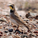 Horned Lark