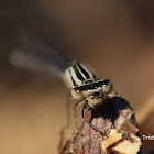 Damselfly