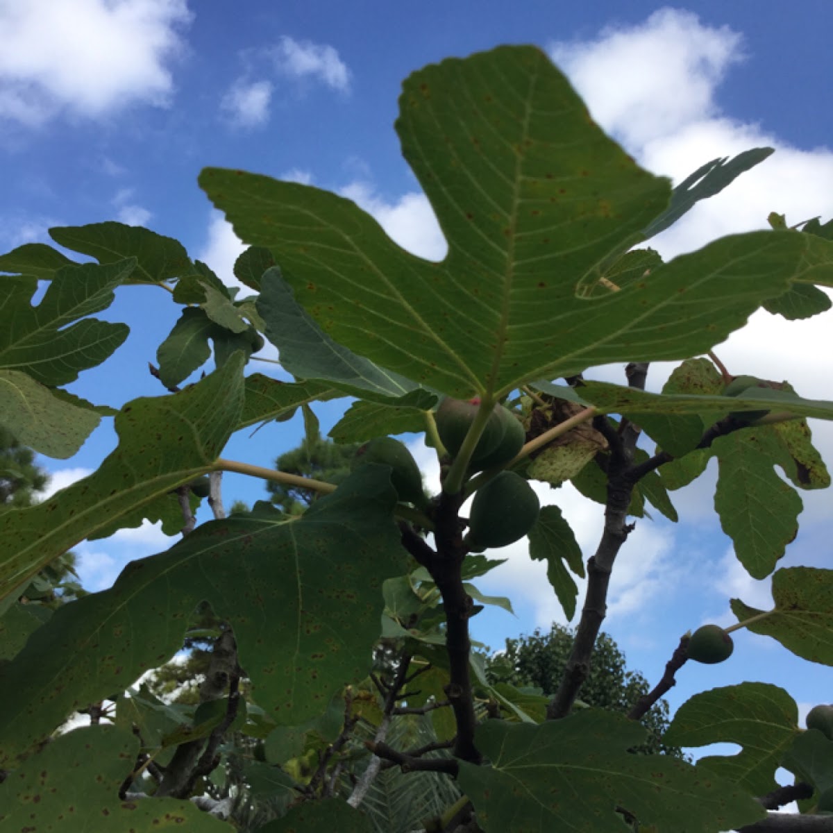 Fig tree