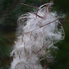 Fireweed Seeds