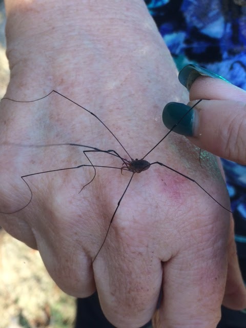 Harvestman