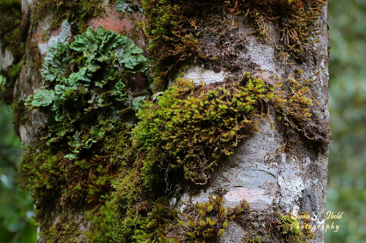 Leaf lichen