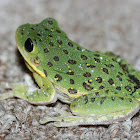 Barking Tree Frog