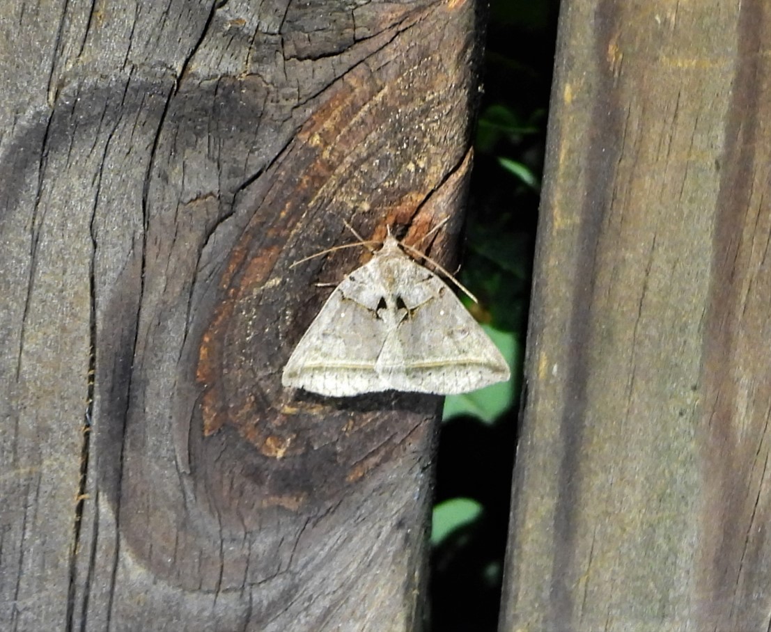 Black bit moth