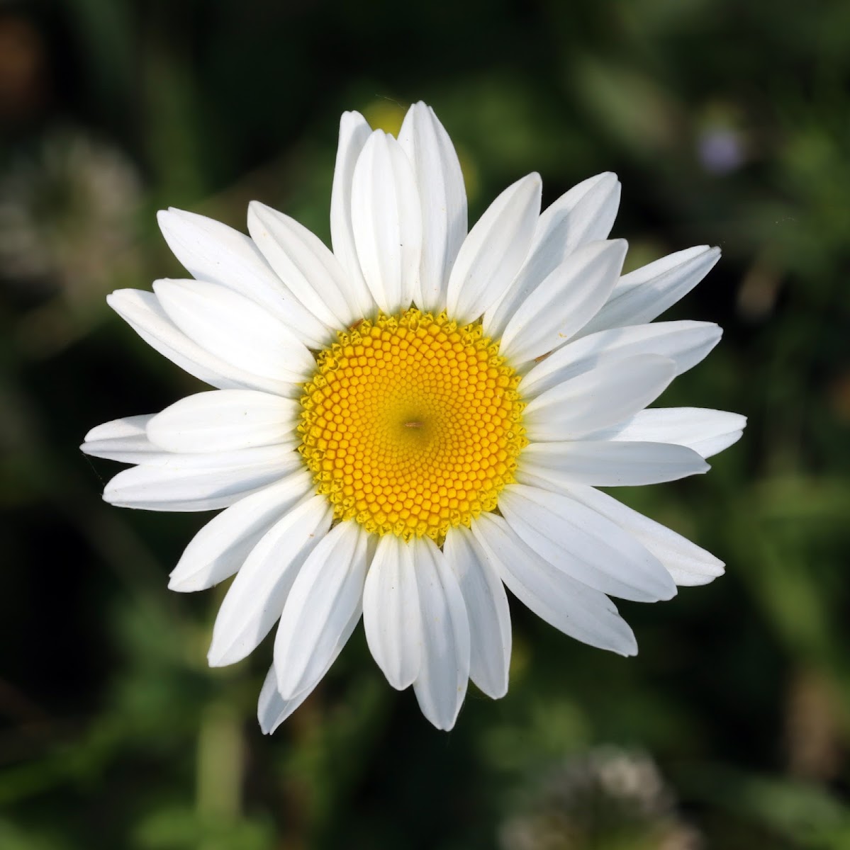 Oxeye Daisy