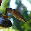 Anna's Hummingbird, Female