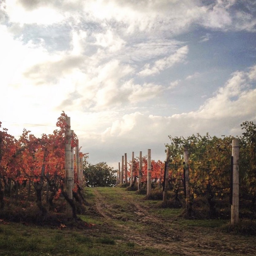 Aria di pioggia nella Langa del Barolo di Barolina