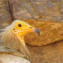 Egyptian vulture