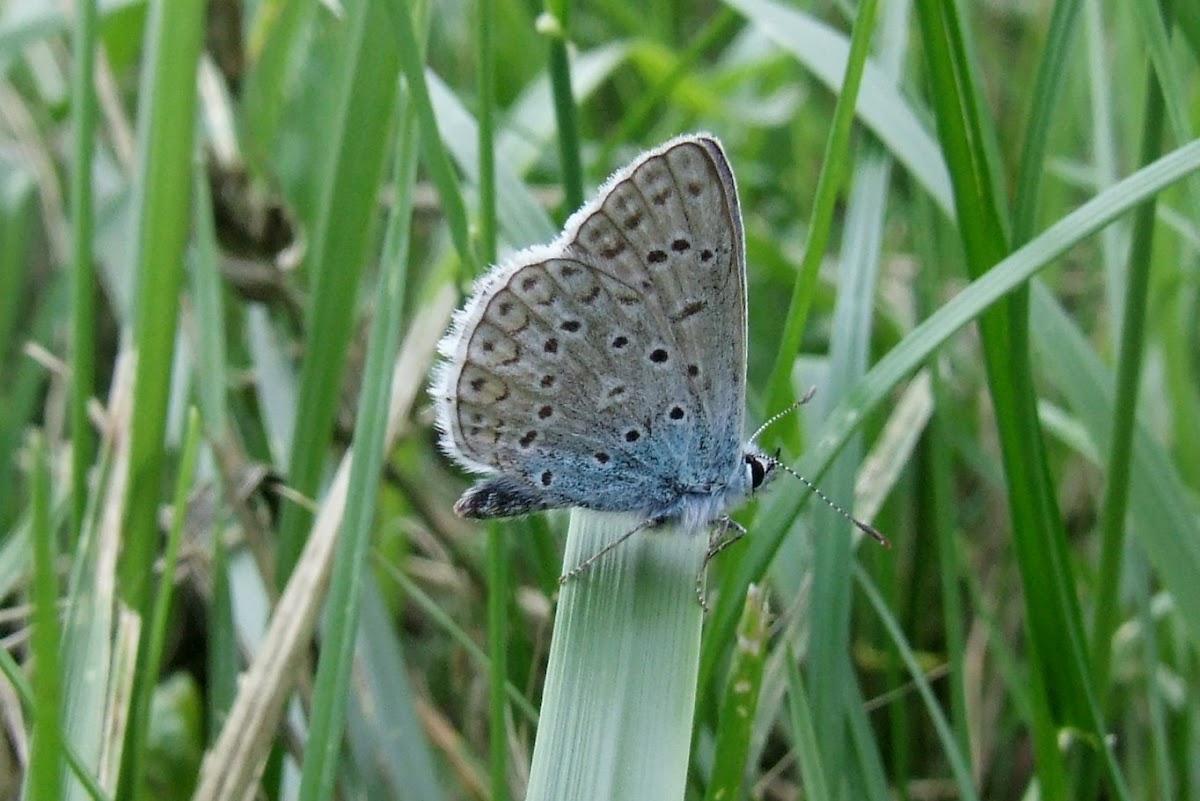 Common blue_male