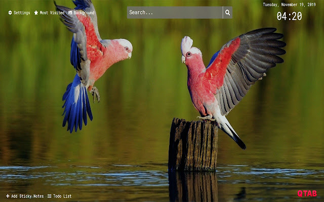 Parrot Wallpapers HD New Tab Theme