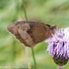 Meadow Brown?