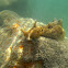 Spotted Sea Hare