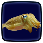 Cuttlefish Live Wallpaper Apk