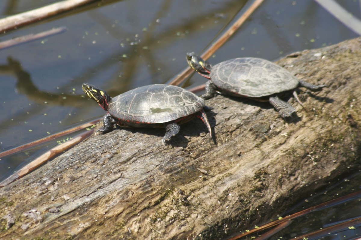 Painted Turtle