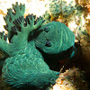 Miller's Nembrotha Nudibranch