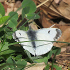 Orange Tip