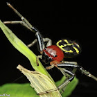 Flat Abdomen Crab Spider