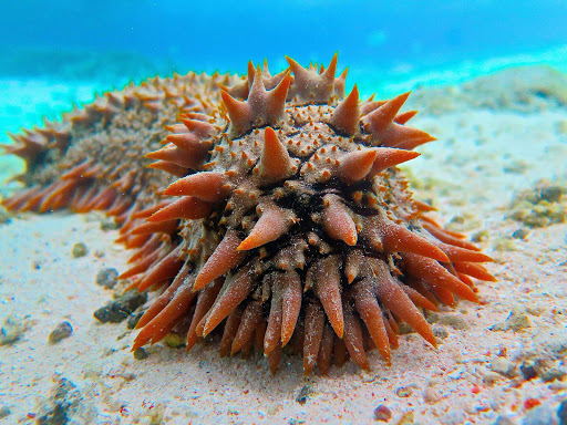 Look but don't touch: a sea urchin spotted during a Lindblad expedition to the South Pacific.