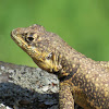 Amazon lava lizard