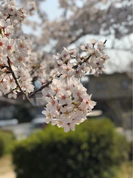 僕にとっての花